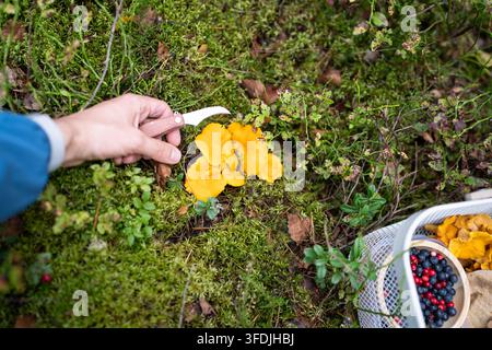 Homme cueillant des chanterelles sauvages avec un couteau à côté d'un panier de baies au début de l'automne Banque D'Images
