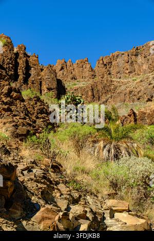 Un cactus figue de Barbarie avec des fruits rouges mûrs et un jeune palmier poussent parmi les rochers sous des pinacles de pierre déchiquetés dans un canyon de Gran Canaria, encadrés par un vivi Banque D'Images