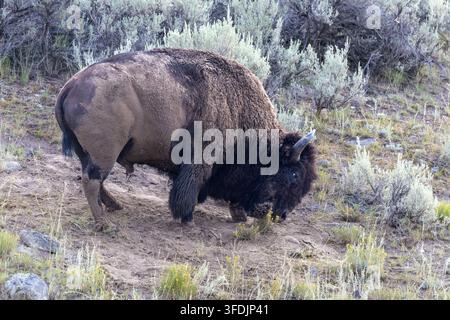 Vue de côté d'un grand bison américain mâle couvert de boue et de poussière après s'être roulé sur une pente de buissons d'artemisia dans le parc national de Yellowstone, Wyoming. Banque D'Images