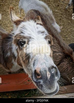 Plan rapproché extrême en grand angle de la tête d'un âne domestique (Equus asinus) montrant le museau et les naseaux avec d'autres ânes au premier plan flou Banque D'Images