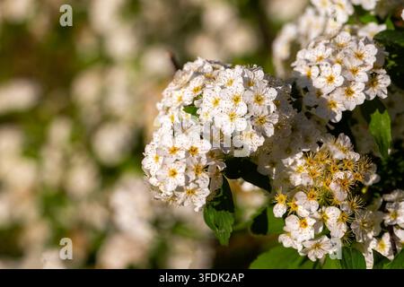 Belles fleurs de Spiraea Vanhoutte blanches épanouies au soleil du printemps Banque D'Images