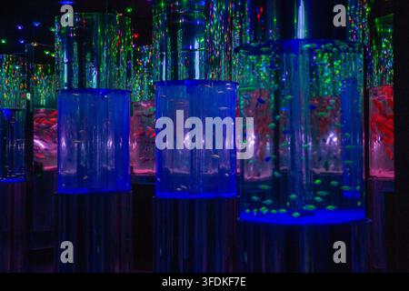 Une salle d'aquarium intérieure envoûtante présentant de grands bacs cylindriques éclairés, brillant d'une lumière bleue profonde, violette et verte néon, entourés Banque D'Images