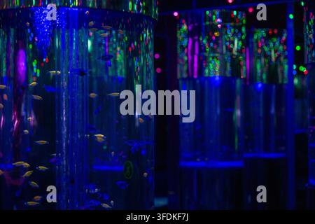 Une salle d'aquarium intérieure envoûtante présentant de grands bacs cylindriques éclairés, brillant d'une lumière bleue profonde, violette et verte néon, entourés Banque D'Images