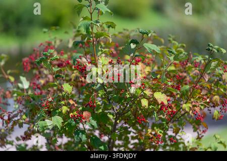 Le Viburnum opulus éclate de baies rouges vives nichées parmi des feuilles vertes luxuriantes dans un parc serein. Ce moment capture la beauté de la nature par une journée ensoleillée Banque D'Images