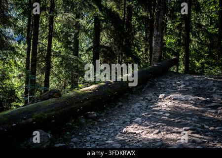 Un tronc moussu gît à côté d'une piste forestière rocheuse projetant de longues ombres sur les pierres. L'arbre tombé marque un virage du sentier et évoque le calme Banque D'Images