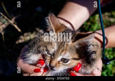 Petit chaton tigré doucement bercé par des mains aux ongles rouge vif. Oreilles repliées et moustaches frémissantes dans la lumière chaude du soleil. Un moment rural spontané montrant la confiance Banque D'Images