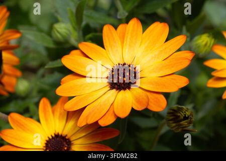 Macro de marguerite africaine orange vif (Osteospermum ecklonis) en floraison au printemps Banque D'Images