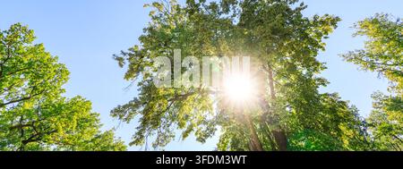 Le soleil brille intensément à travers la canopée luxuriante des arbres verts. Les rayons traversent les feuilles vibrantes contre un ciel bleu clair Banque D'Images