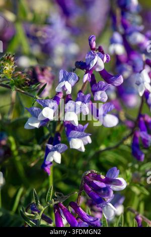 gros plan de fleurs sauvages violettes éclatantes de gesse tuftée (Vicia cracca) en plein champ en été Banque D'Images