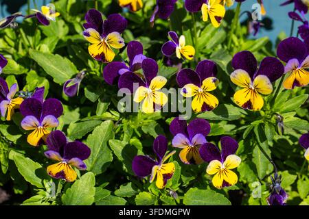 Close-up de fleurs de Pensée cornutée (Viola cornuta) bicolores violet vif et jaune dans un jardin. Banque D'Images