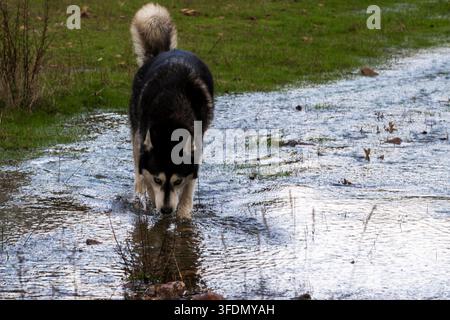 Husky noir et blanc patauge dans une eau boueuse peu profonde. L’herbe verte entoure le sentier mouillé. Le chien baisse la tête, curieux de la flaque. La scène capture la nature Banque D'Images