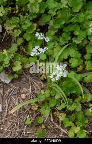 Ail napolitain sauvage Allium Neapolitanum avec de petites fleurs blanches dans la nature Banque D'Images