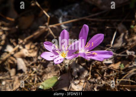Fleurs de colchique d'automne violettes en floraison sur un fond de terre sèche Banque D'Images