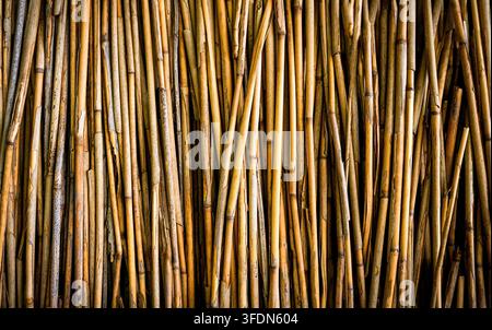 Une texture naturelle présentant de nombreux tiges verticales sèches de roseau ou de bambou. Gros plan. Banque D'Images