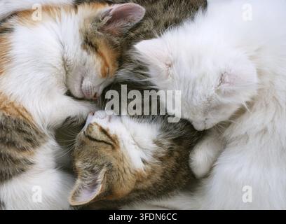 Trois adorables chatons dorment ensemble sur une chaise Banque D'Images