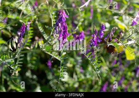Fleurs de vesce violette épanouies dans une prairie ensoleillée en été Banque D'Images