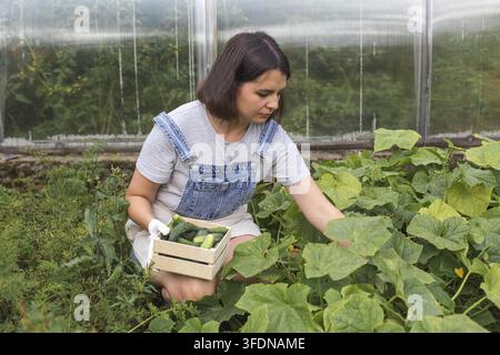 Jeune femme aux cheveux bruns en salopette en jean récoltant des concombres frais dans une serre, tenant une caisse en bois avec des légumes biologiques, jardinage et su Banque D'Images