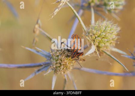 Une trompette rouge-orange éclatante fleur de vigne campsis radicans avec des détails en étamine, et un insecte graphosoma lineatum rayé orange reposant sur une plante de chardon Banque D'Images