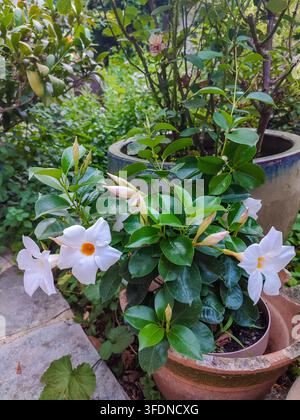 La plante Dipladénia ou Mandevilla présente des fleurs blanches éclatantes et des feuilles vertes luisantes, positionnée dans un jardin avec divers pots et un feuillage luxuriant Banque D'Images