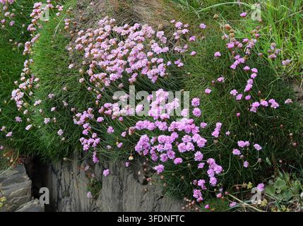 Armérie maritime, Armérie ou Rose de mer, Armeria maritima, Plombaginacées. Côte de Pembrokeshire, Sud du Pays de Galles, Royaume-Uni. Armérie maritime (Armeria maritima). Banque D'Images