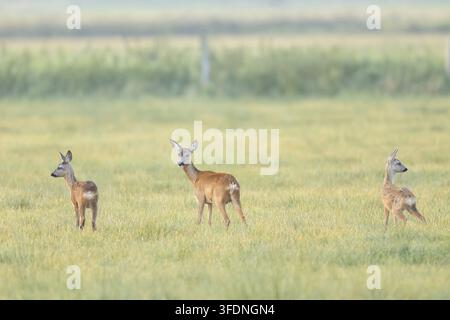 Chevreuil européen (Capreolus capreolus), une biche avec ses deux faons debout dans une prairie, faune sauvage, lumière du matin, biche, chevreuil, mammifère, Huede, Ochsen Banque D'Images