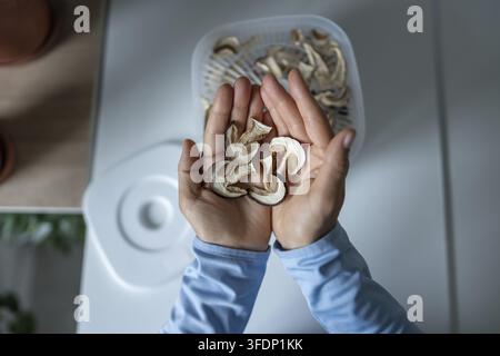 Close-up de mains tenant des champignons porcini séchés au-dessus d'un plateau de déshydrateur. Alimentation saine, récolte saisonnière consciente. Conservation des aliments, tranches aromatiques bo Banque D'Images