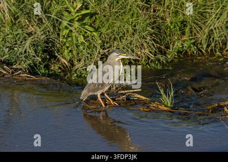 Héron à dos vert (Butorides striata) chassant le long d’un passage sur la rivière Banque D'Images