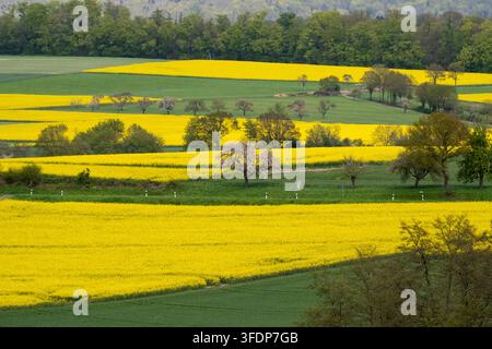 Vue aérienne panoramique de champs de colza jaune vif rayés à travers des collines vertes, idéale pour les concepts d'agriculture et de nature. Banque D'Images