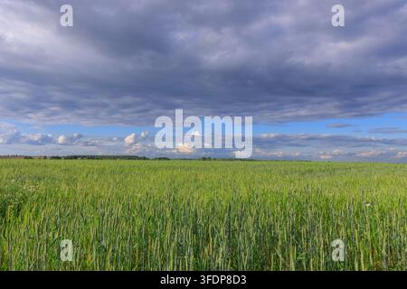 Un vaste champ vert s'étend jusqu'à l'horizon sous un ciel dramatique. Les nuages planent bas. Des rangées de hauts Banque D'Images