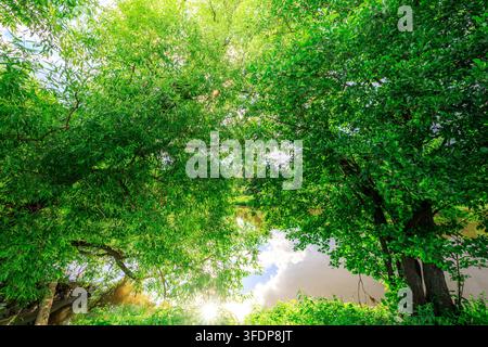 La lumière du soleil filtre à travers une dense canopée verte. Des rayons lumineux brillent à travers les branches feuillues au-dessus Banque D'Images