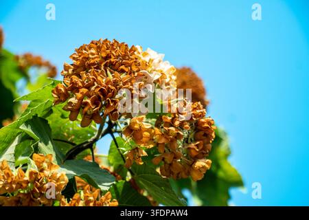 Grappin séché de fleurs roses de Baumier devenu brun sur une branche avec des feuilles vertes sur un fond de ciel clair. Banque D'Images