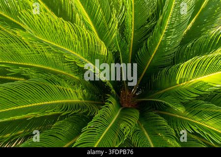 Vue de dessus d'un arrangement luxurant et détaillé de feuilles de cycadées Banque D'Images