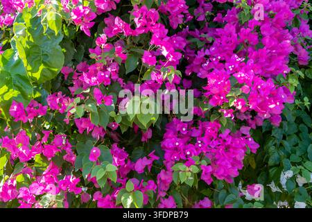 Grossissement de fleurs de bougainvilléea rose vif avec un feuillage vert luxuriant Banque D'Images