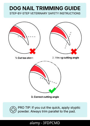 Guide vectoriel pédagogique pour la coupe des griffes du chien. Instructions vétérinaires étape par étape avec les angles de coupe corrects et incorrects pour éviter de blesser le nerf Illustration de Vecteur