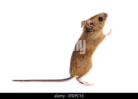 Souris des bois - Apodemus sylvaticus - debout de profil, regardant curieusement vers le haut Banque D'Images