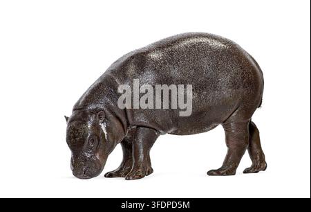 Hippopotame pygmée femelle, Choeropsis liberiensis, âgée d'un an, debout, tête baissée, paraissant isolée sur un fond blanc immaculé Banque D'Images