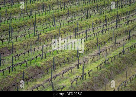 Vignoble en terrasses sur une colline herbeuse avec des vignes soigneusement taillées et des piquets en bois créant des rangées et des motifs répétitifs. Un paysage rural viticole Banque D'Images