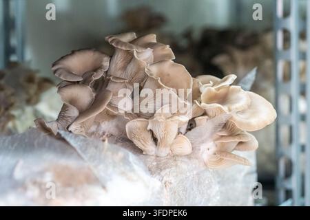Des grappes et éventails délicats de pleurotes s'échappent d'un bloc de substrat sur des étagères dans une ferme à champignons intérieur, mettant en valeur les textures naturelles, les lamelles et le côté terreux Banque D'Images