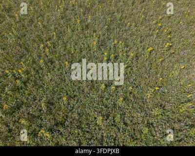 Une perspective aérienne capture un champ dense de fleurs sauvages parsemé de tournesols jaunes vibrants. Le feuillage vert luxuriant et les délicates fleurs violettes Banque D'Images