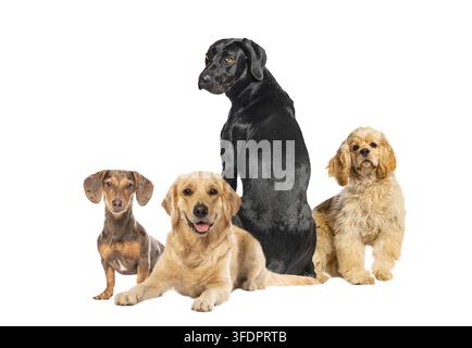 Groupe de quatre chiens domestiques de races différentes posant ensemble, isolés sur fond transparent Banque D'Images