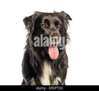 Chien border collie noir regardant la caméra avec la langue sortie, haletant Banque D'Images