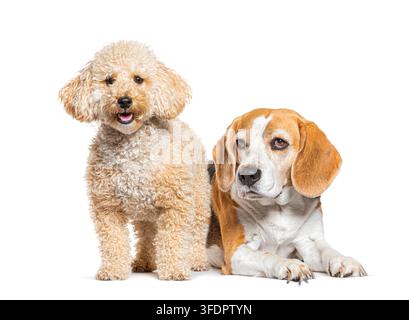 Deux chiens, un caniche et un beagle, debout et allongés côte à côte Banque D'Images