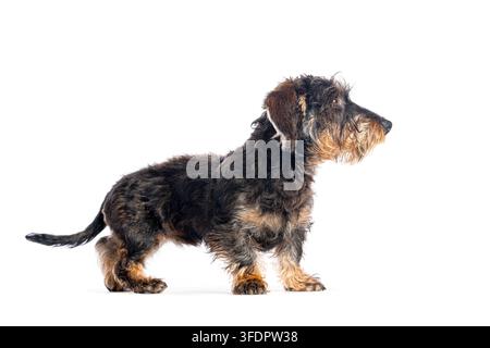 Chiot teckel miniature à poil dur debout de profil sur un fond blanc immaculé Banque D'Images