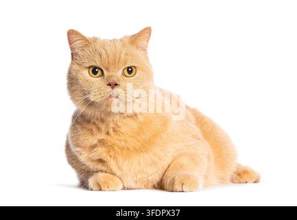 Chat British Shorthair ginger avec une fourrure orange allongé, regardant l'appareil photo Banque D'Images
