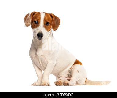 Chiots Jack Russell Terrier assis sur un fond blanc Banque D'Images
