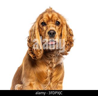 Portrait d'un chiot épagneul anglais marron sur fond blanc Banque D'Images