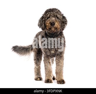 Aussiedoodle, un croisement entre un berger australien et un caniche avec un pelage bouclé gris foncé et brun, debout sur un fond blanc Banque D'Images