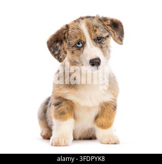 Chiots Cardigan Welsh Corgi avec pelage merle bringé et hétérochromie regardant la caméra Banque D'Images