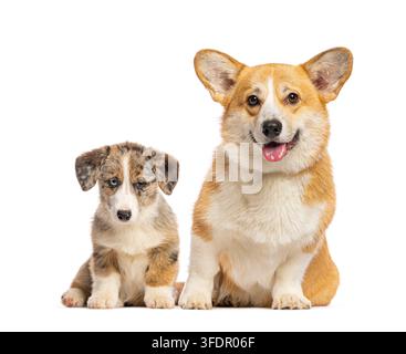 Puppy Pembroke Welsh Corgi et Cardigan Welsh Corgi assis sur fond blanc Banque D'Images