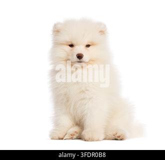 Samoyède, deux semaines, chiot assis tranquillement, regardant vers l'avant avec un pelage blanc moelleux Banque D'Images